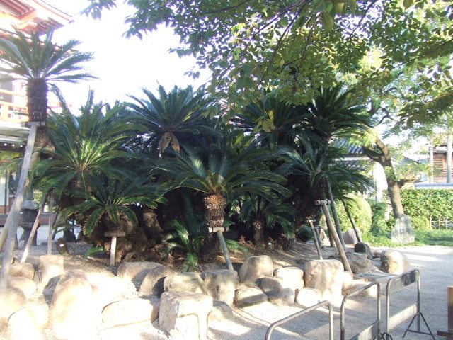 e0046748_2040526.jpg