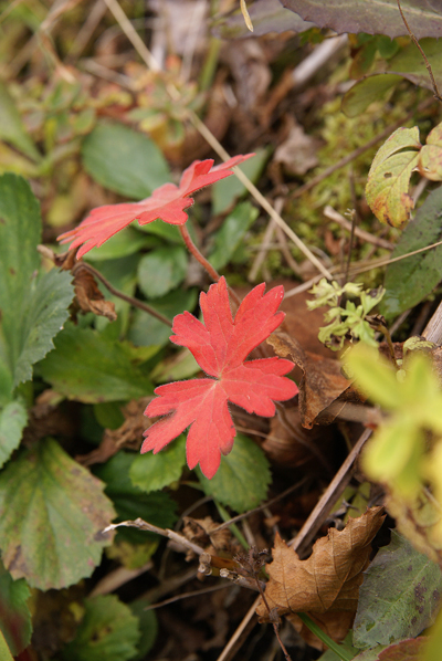 ゆっくり歩く紅葉の室の内_f0214649_5361041.jpg