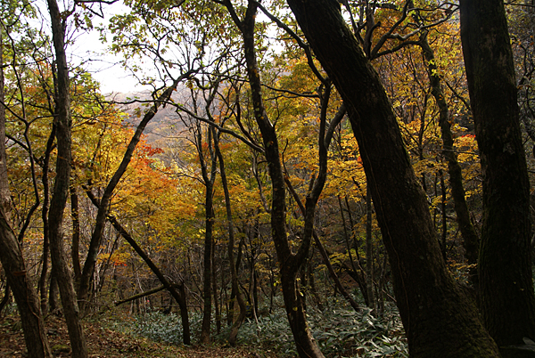 ゆっくり歩く紅葉の室の内_f0214649_5435842.jpg