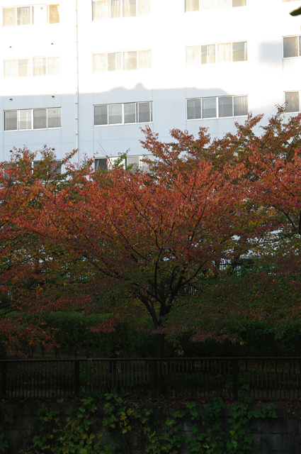 桜と紅葉_c0175352_2282169.jpg