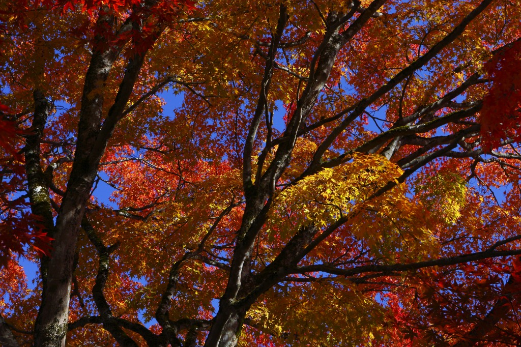 2010 晩秋の白川郷　(紅葉編)_c0114153_23194455.jpg