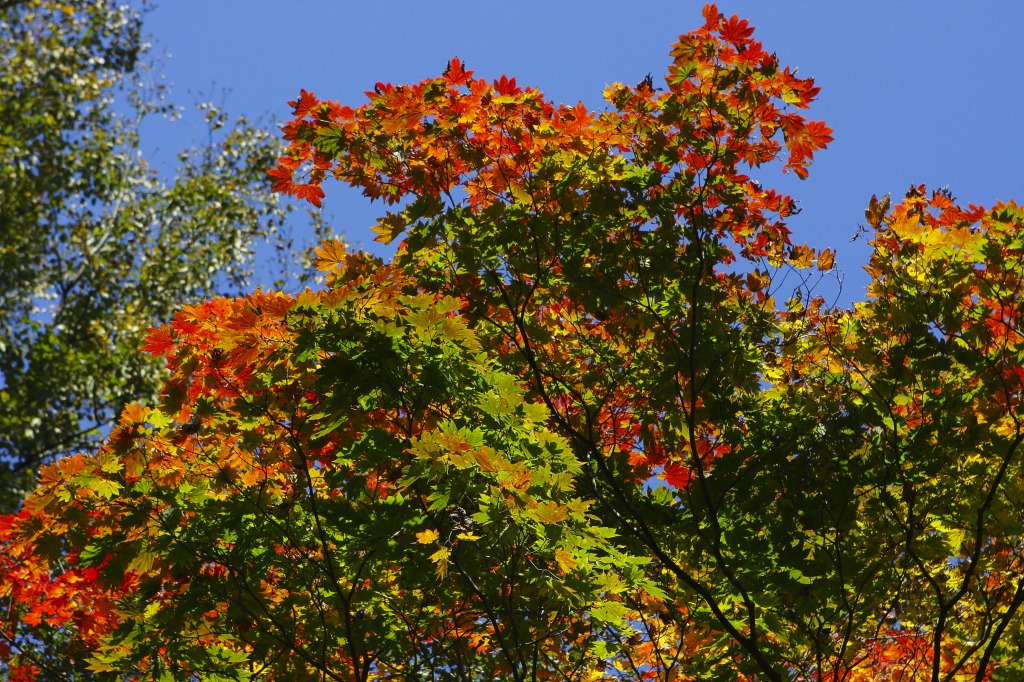 2010 晩秋の白川郷　(紅葉編)_c0114153_2343283.jpg