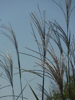 yesterday ピクニック日和♪_a0165160_437724.jpg
