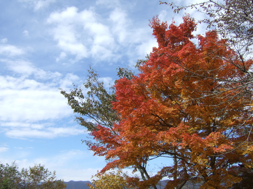 富士五湖で紅葉狩り_c0011862_2244666.jpg