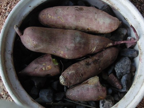 煙道で焼き芋_b0205379_850332.jpg