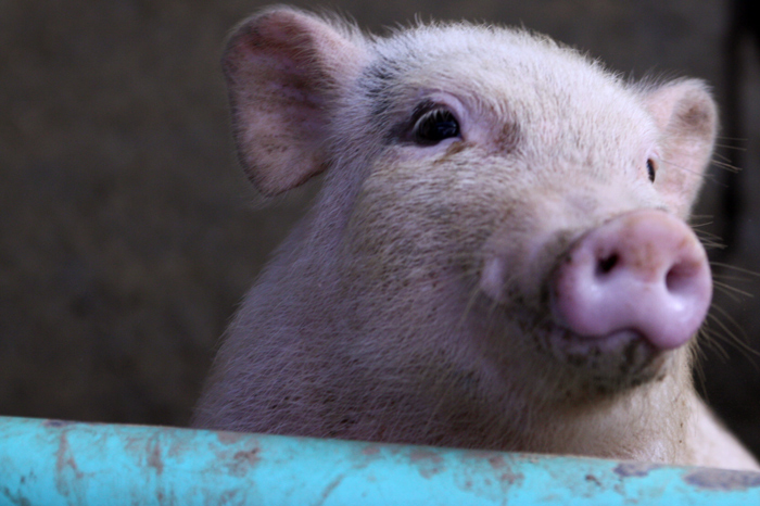 ただの子豚がこんなに可愛いわけがない Riyo Photo Blog