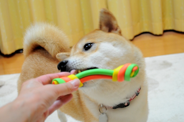 プレゼントをありがとう!_a0126590_4515592.jpg