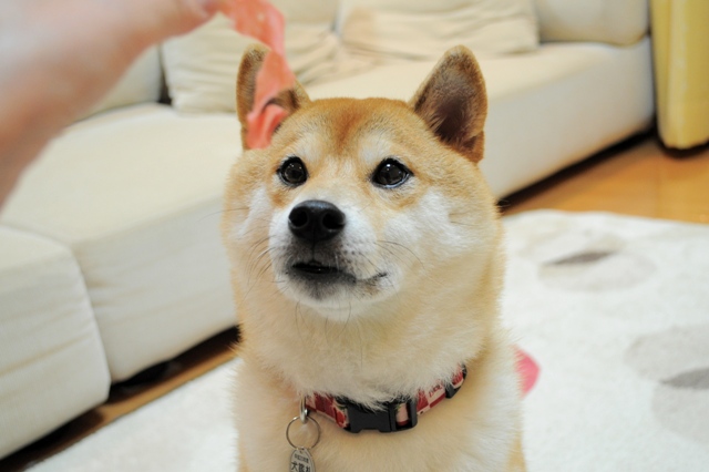 プレゼントをありがとう!_a0126590_4523182.jpg