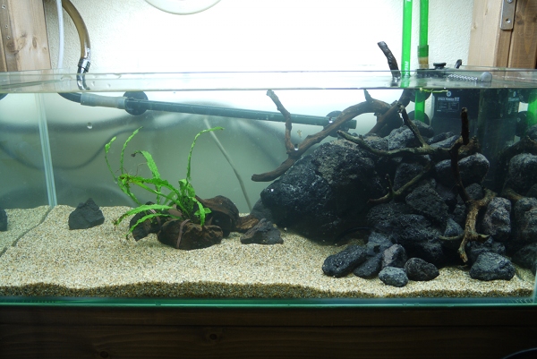 60cm水槽 Low その後 Unnatural Aquarium