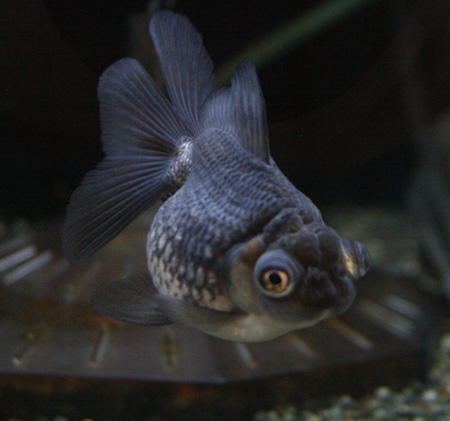 金魚の新入荷のお知らせ ビーボックスアクアリウム 熱帯魚情報