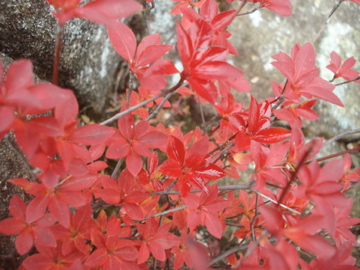 2010年 紅葉の御在所岳_d0130209_23414285.jpg