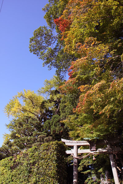 山里越畑 樒原_e0048413_21244953.jpg
