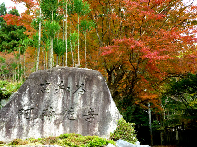 紅葉スタート 阿弥陀寺_e0048413_22133270.jpg