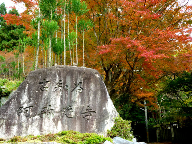 紅葉スタート　阿弥陀寺_e0048413_22133270.jpg