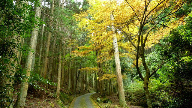 紅葉スタート 阿弥陀寺_e0048413_22141382.jpg