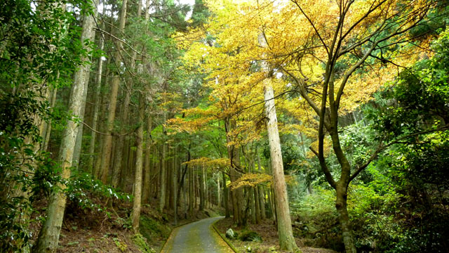 紅葉スタート　阿弥陀寺_e0048413_22141382.jpg