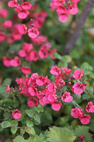 a0067720_20542115.jpg