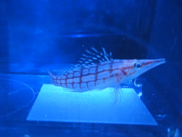 海水魚・水草・淡水魚_f0189122_13111958.jpg