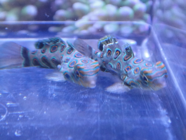 海水魚・水草・淡水魚_f0189122_13124969.jpg