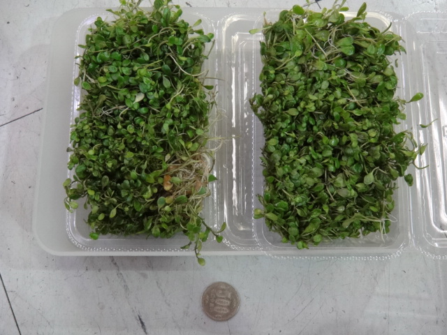 海水魚・水草・淡水魚_f0189122_13164759.jpg
