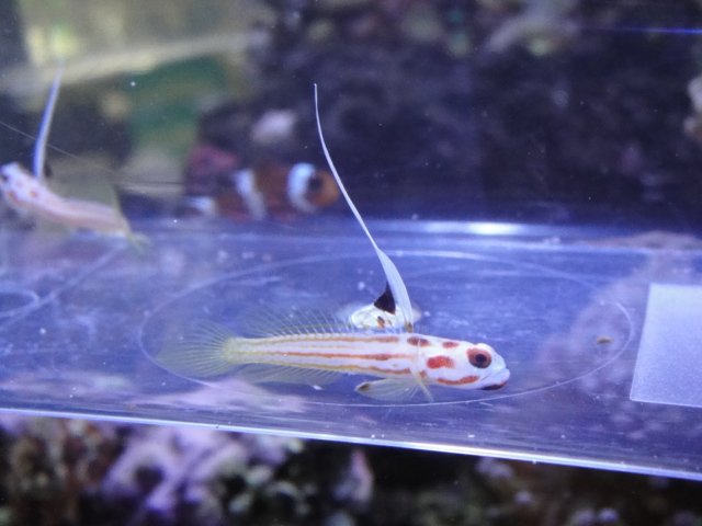 海水魚・水草・淡水魚_f0189122_1342860.jpg