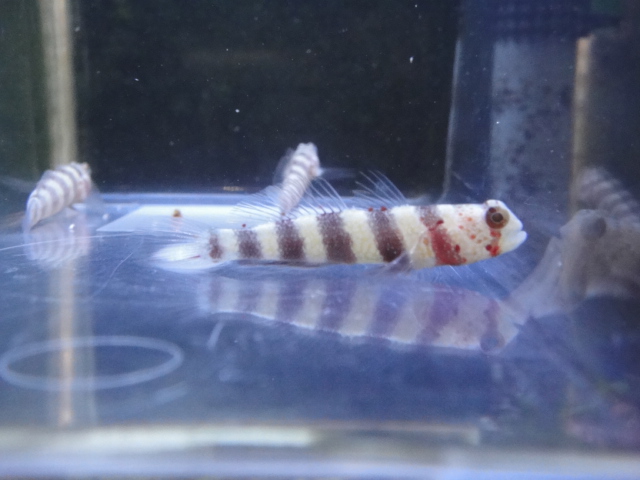 海水魚・水草・淡水魚_f0189122_135945.jpg