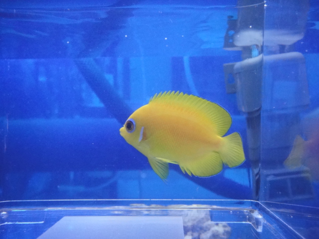 海水魚・水草・淡水魚_f0189122_1362325.jpg