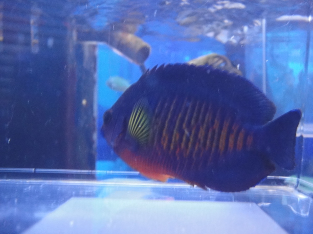 海水魚・水草・淡水魚_f0189122_1372822.jpg
