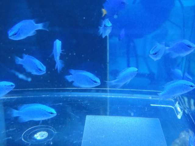 海水魚・水草・淡水魚_f0189122_1381047.jpg