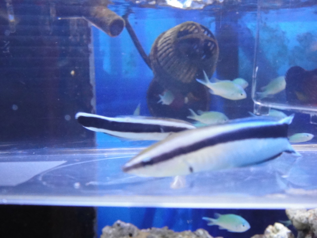 海水魚・水草・淡水魚_f0189122_1385866.jpg