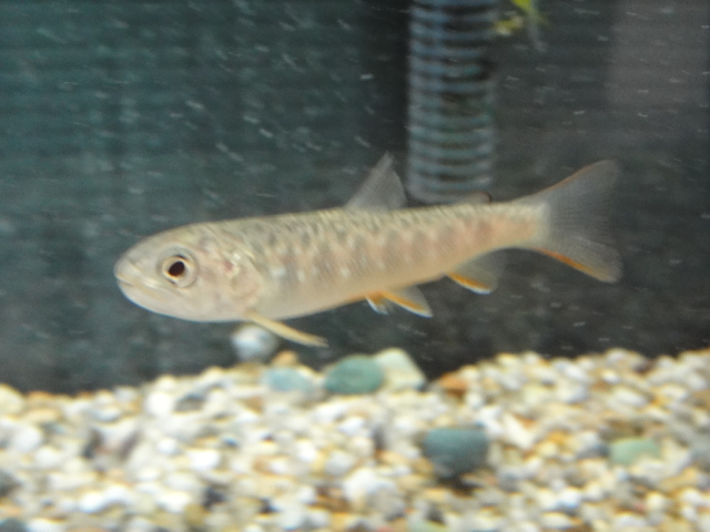 海水魚・水草・淡水魚_f0189122_1884823.jpg