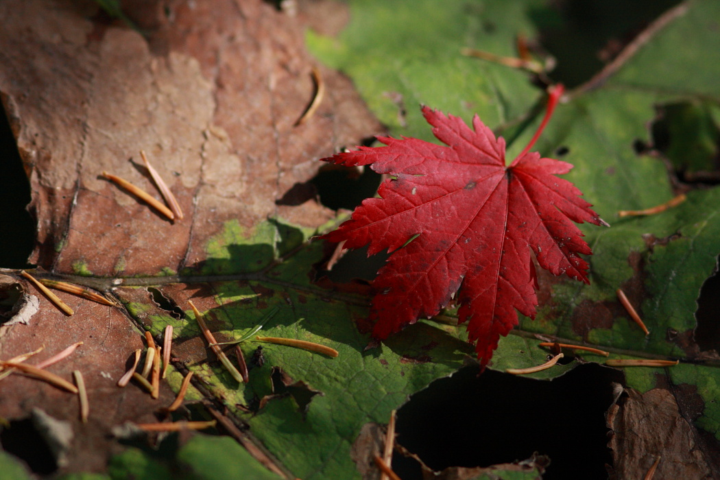 北海道の紅葉は当たり年…？_c0150833_2224489.jpg