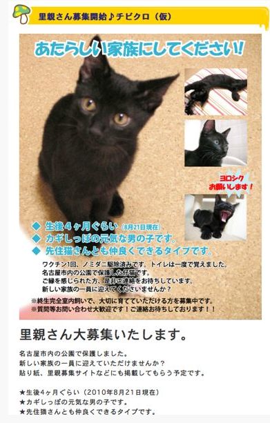 ファズの黒猫、耳折れエコー、マーティ_f0236736_1352474.jpg