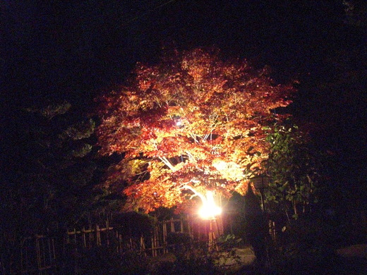 紅葉のライトアップ始めたました。秋の夕暮れグラデーションがきれいです_b0132746_23274791.jpg
