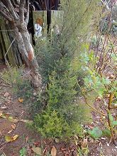 物語に出てくる植物_f0207652_105149.jpg