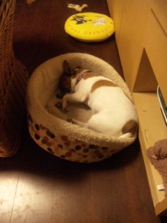 酉の市_f0013255_21493051.jpg