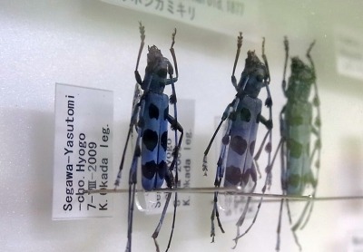 佐用昆虫館 補遺 森のことば ことばの森 佐用昆虫館 補遺 森のことば ことばの森
