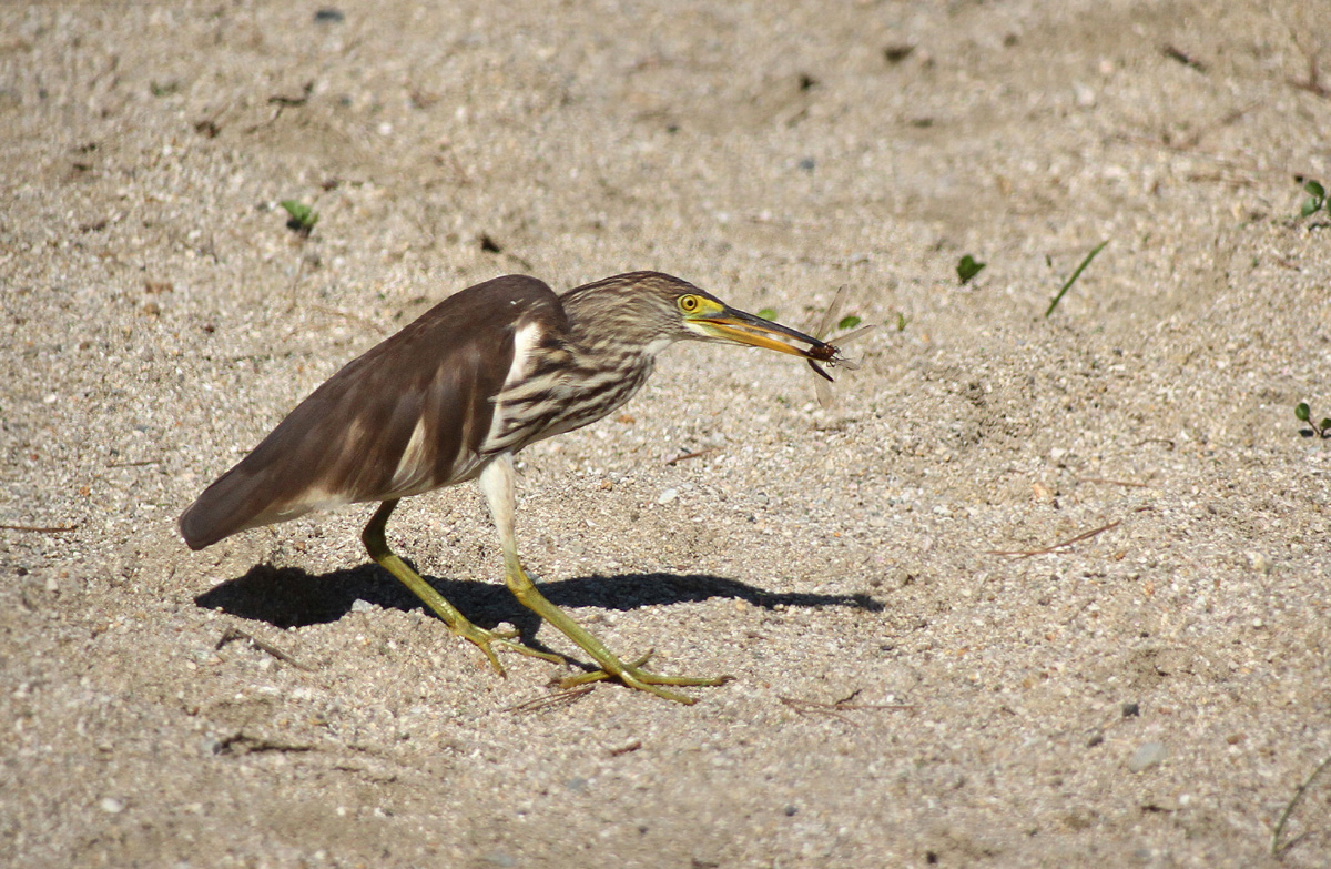 アカガシラサギ(2)・・・ トンボの捕食_f0215767_18344650.jpg