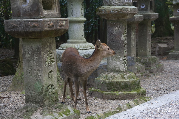 見守って ＊ シカ_e0166574_20183280.jpg