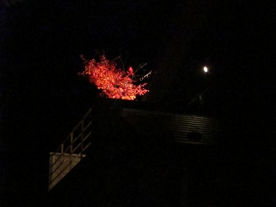 我が家の紅葉_d0133485_9252478.jpg