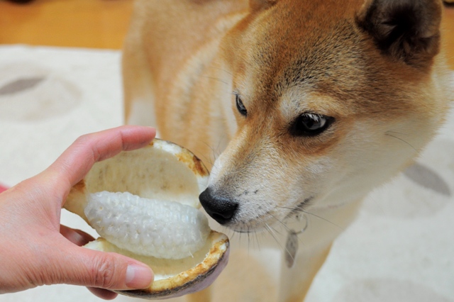 食べたことある?_a0126590_5232628.jpg