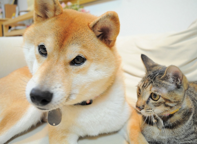 食べたことある?_a0126590_5243867.jpg