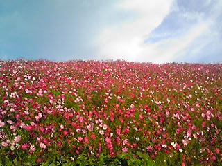 b0172502_9564824.jpg