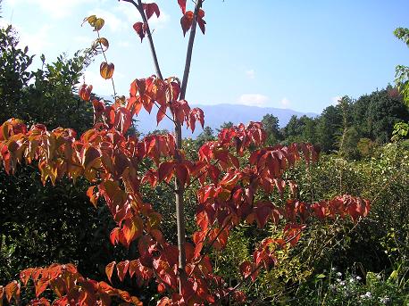 c0156104_0131737.jpg