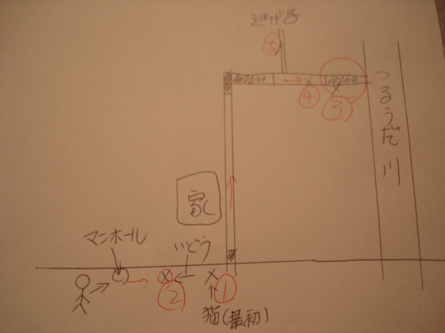 野良猫 救出活動_b0085907_17415274.jpg