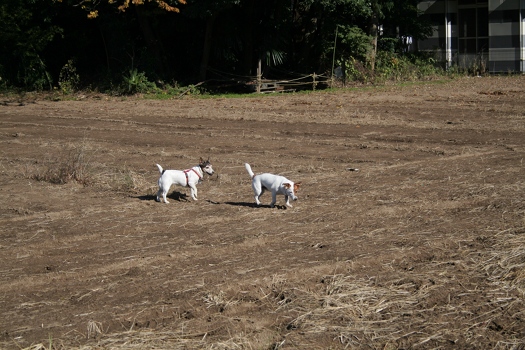 軟弱犬ぴったん_a0122208_1519599.jpg