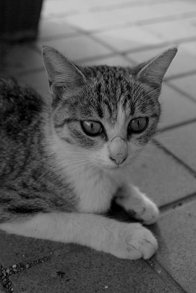 ねこのことこねこのこと #16_f0155808_9412784.jpg