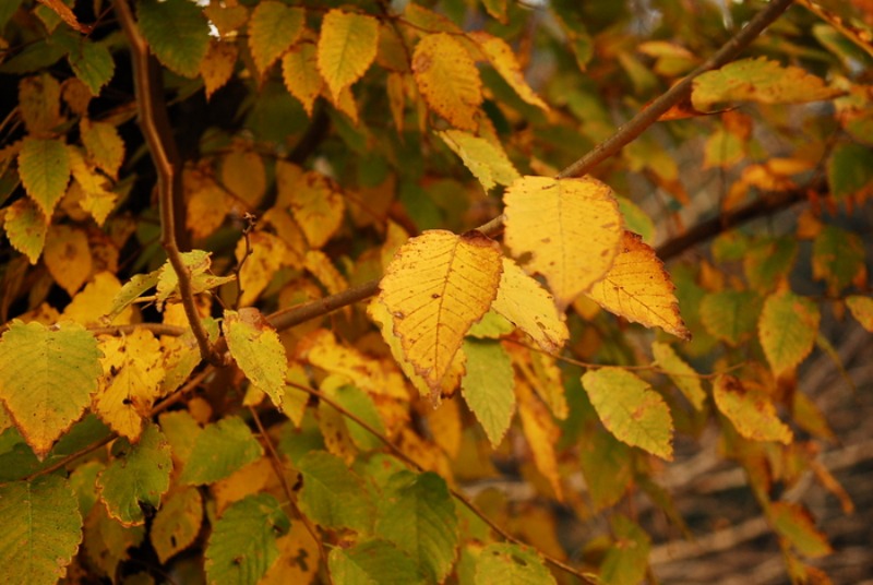 紅葉や黄葉_d0047811_22471837.jpg