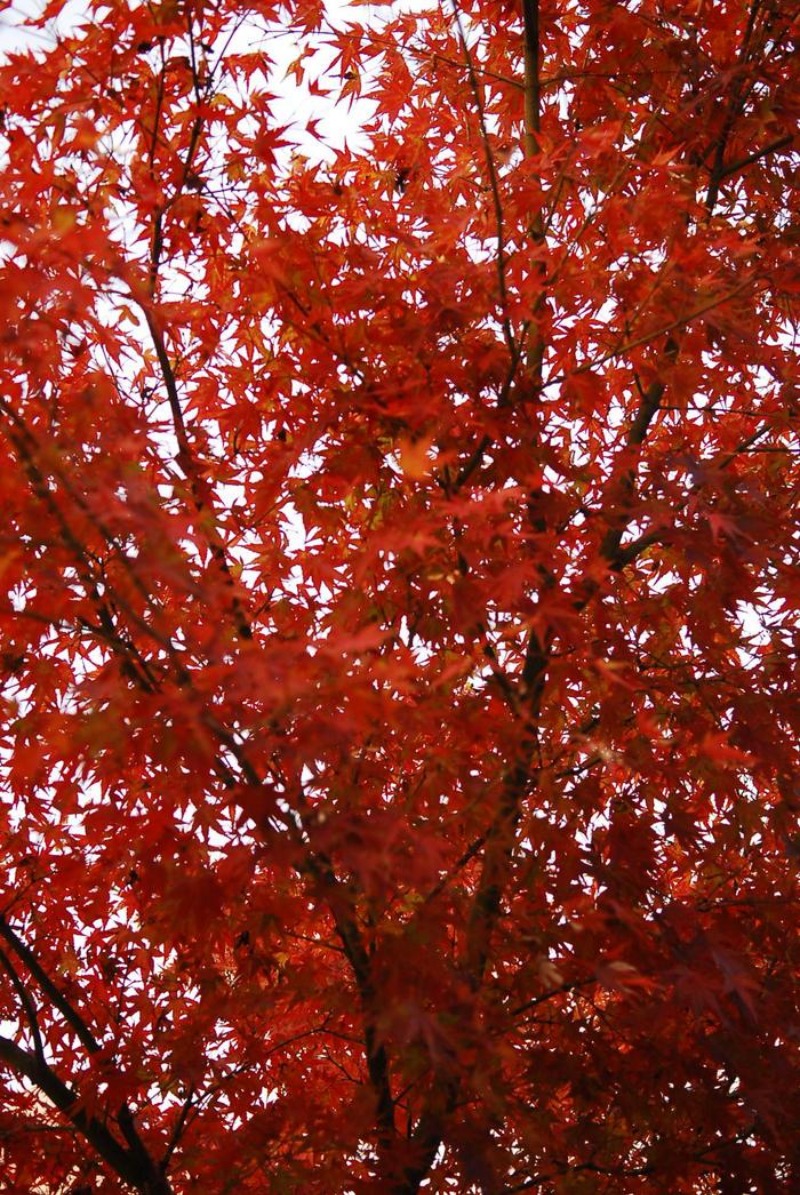 紅葉や黄葉_d0047811_2248364.jpg