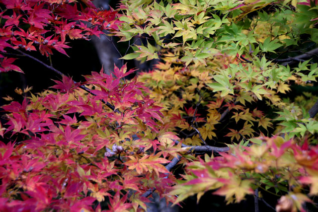 紅葉スタート 亀岡 鍬山神社_e0048413_19512939.jpg